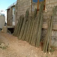 درخت کبوده