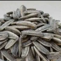تخمه درشت هم کالابرگ  وهم آزاد نرخ شکن برادررنجبر