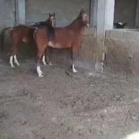 اسب اصیل ایرانی