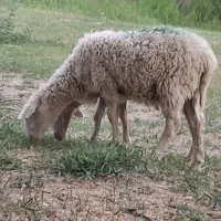 بره
