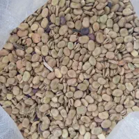 باقلا  خشک خوراکی و خوراک دام