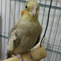 عروس هلندی آهویی نیمه دستی