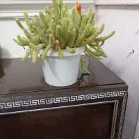 لباس طرح کاکتوس۱۵۰ت