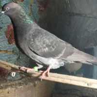 دوعدد کبوتر ماده غریب.