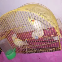 یک جفت عروس هلندی نرو ماده کاملا مست