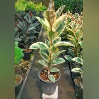 فیکوس سبز ابلق