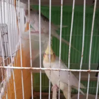 عروس هلندی مولد و معاوضه