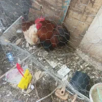 خروس تزیینی سرحال فروشی کوتوله