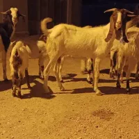 بز و کهره