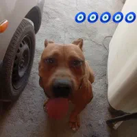 پیت بول جفت خورده