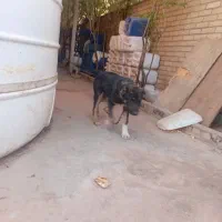سگ‌عراقی|سگ|شریف‌آباد, |دیوار