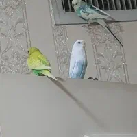 مرغ عشق