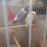 یک جفت طوطی کوتوله