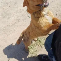 سگ پاکوتاه