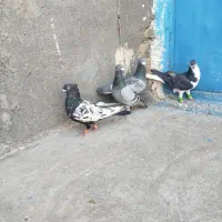کبوتر صید