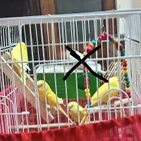 مرغ عشق گرید با رنگ زیبا و خاص