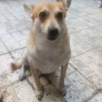 سگ پاکوتاه ماده