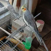 عروس هلند