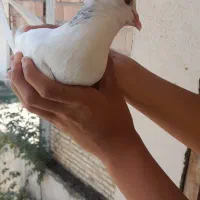 دو عدد کفتر