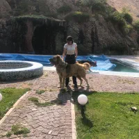 سگ -