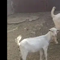بز سانن کهر ماده