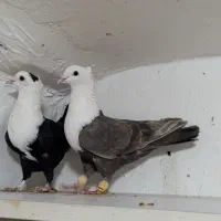 کفتر جفتی نروماده رنگه و آلمانی