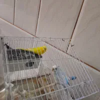 جفت مرغ عشق