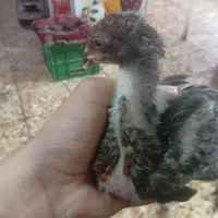 جوجه لاری