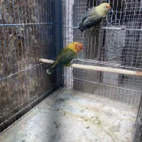 جوجه کوتوله