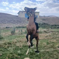 اسب ۳سال سواری وباری
