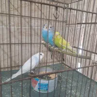 چهار عدد مرغ عشق سالم