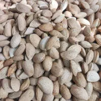 بادام صفالی