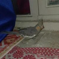 عروس هلندی ماده