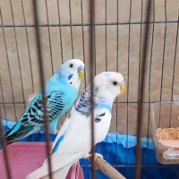 مرغ عشق و عروس هلندی