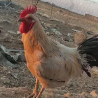 خروس