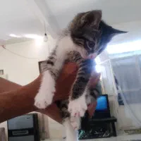 گربه ماده کوچولو