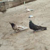 کبوتر سرور