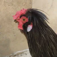 خروس سلطان