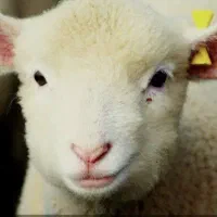 بره نر