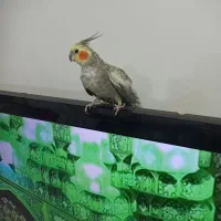 فروش عروس هلندی با قفس
