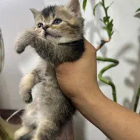 گربه اسکاتیش بلک گلد