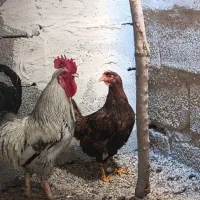 مرغ خروس