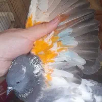 کفتر غریب گیری