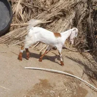 کهره چپش وگیسه چاق