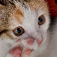 واگذاری بچه گربه خونگی