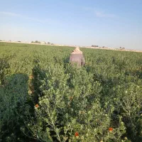 نیازمند کارگر گلرنگ چینی
