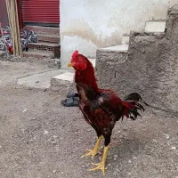 خروس لاری برزیلی