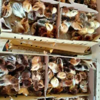 جوجه 2 روزه رسمی محلی