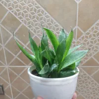 گلدان های کوچک سانسوریا