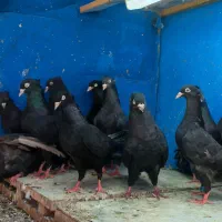 هفت جفت زاغ بوشهری